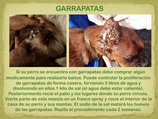 GARRAPATAS
Si su perro se encuentra con garrapatas debe comprar algún
medicamento para realizarle baños. Puede controlar la proliferación
de garrapatas de forma casera, hirviendo 5 litros de agua y
disolviendo en ellos 1 kilo de sal (el agua debe estar caliente).
Posteriormente rocíe el patio y los lugares donde su perro circula.
Vierta parte de esta mezcla en un frasco spray y rocíe el interior de la
casa de su perro y sus mantas. El sodio de la sal matará los huevos
de las garrapatas. Repita el procedimiento cada 2 semanas.
 
