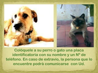 Colóquele a su perro o gato una placa
identificatoria con su nombre y un Nº de
teléfono. En caso de extravío, la persona que lo
encuentre podrá comunicarse con Ud.
 