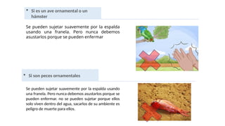  Si es un ave ornamental o un
hámster
Se pueden sujetar suavemente por la espalda
usando una franela. Pero nunca debemos
asustarlos porque se pueden enfermar
 Si son peces ornamentales
Se pueden sujetar suavemente por la espalda usando
una franela. Pero nunca debemos asustarlos porque se
pueden enfermar. no se pueden sujetar porque ellos
solo viven dentro del agua, sacarlos de su ambiente es
peligro de muerte para ellos.
 