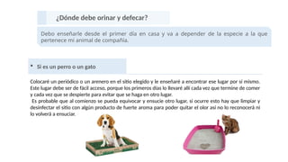 ¿Dónde debe orinar y defecar?
Debo enseñarle desde el primer día en casa y va a depender de la especie a la que
pertenece mi animal de compañía.
 Si es un perro o un gato
Colocaré un periódico o un arenero en el sitio elegido y le enseñaré a encontrar ese lugar por sí mismo.
Este lugar debe ser de fácil acceso, porque los primeros días lo llevaré allí cada vez que termine de comer
y cada vez que se despierte para evitar que se haga en otro lugar.
Es probable que al comienzo se pueda equivocar y ensucie otro lugar, si ocurre esto hay que limpiar y
desinfectar el sitio con algún producto de fuerte aroma para poder quitar el olor así no lo reconocerá ni
lo volverá a ensuciar.
 
