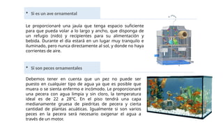  Si es un ave ornamental
 Si son peces ornamentales
Le proporcionaré una jaula que tenga espacio suficiente
para que pueda volar a lo largo y ancho, que disponga de
un refugio (nido) y recipientes para su alimentación y
bebida. Durante el día estará en un lugar muy tranquilo e
iluminado, pero nunca directamente al sol, y donde no haya
corrientes de aire.
Debemos tener en cuenta que un pez no puede ser
puesto en cualquier tipo de agua ya que es posible que
muera o se sienta enfermo e incómodo. Le proporcionaré
una pecera con agua limpia y sin cloro, la temperatura
ideal es de 22 a 28°C. En el piso tendrá una capa
medianamente gruesa de piedritas de pecera y cierta
cantidad de plantas acuáticas. Igualmente si son varios
peces en la pecera será necesario oxigenar el agua a
través de un motor.
 