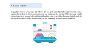  Si es un hámster
Se pueden criar en una pecera de vidrio o en una jaula acondicionada especialmente para su
especie. Generalmente tienen como accesorio una rueda que gira cuando el hámster juega en ella,
esto es importante porque le brinda la posibilidad de estar en actividad. Durante el día, la jaula del
hámster se protegerá del sol, sobre todo en verano para evitar ocasionarle una insolación.
 