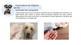 Costumbres de Higiene
de los
animales de compañía
El lugar donde duermen los animales de compañía, por la tranquilidad que les brinda, es su
lugar favorito para realizar su propia rutina de limpieza, dejando caer pelos, plumas,
descamaciones de la piel, entre otros, lo cual también arrastran gérmenes y parásitos que
no los podemos ver a simple vista.
 