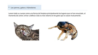  Los perros, gatos y hámsteres
Lamen todo su cuerpo como una forma de limpieza principalmente los lugares que se han ensuciado, al
momento de comer, orinar y defecar. Esto es más notorio en los gatos que se asean mutuamente.
 