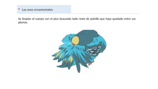  Las aves ornamentales
Se limpian el cuerpo con el pico buscando todo resto de polvillo que haya quedado entre sus
plumas.
 