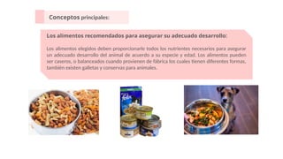 Conceptos principales:
Los alimentos recomendados para asegurar su adecuado desarrollo:
Los alimentos elegidos deben proporcionarle todos los nutrientes necesarios para asegurar
un adecuado desarrollo del animal de acuerdo a su especie y edad. Los alimentos pueden
ser caseros, o balanceados cuando provienen de fábrica los cuales tienen diferentes formas,
también existen galletas y conservas para animales.
 