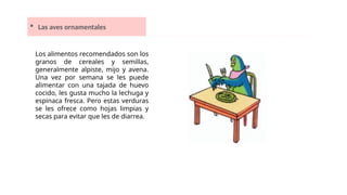  Las aves ornamentales
Los alimentos recomendados son los
granos de cereales y semillas,
generalmente alpiste, mijo y avena.
Una vez por semana se les puede
alimentar con una tajada de huevo
cocido, les gusta mucho la lechuga y
espinaca fresca. Pero estas verduras
se les ofrece como hojas limpias y
secas para evitar que les de diarrea.
 