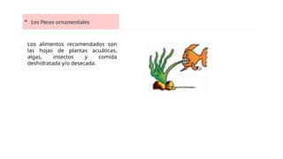  Los Peces ornamentales
Los alimentos recomendados son
las hojas de plantas acuáticas,
algas, insectos y comida
deshidratada y/o desecada.
 