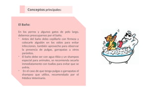 Conceptos principales:
El Baño:
En los perros y algunos gatos de pelo largo,
debemos preocuparnos por el baño.
- Antes del baño debo cepillarlo con firmeza y
colocarle algodón en los oídos para evitar
infecciones, también aprovecho para observar
la presencia de pulgas, garrapatas u otros
parásitos.
- El baño debe ser con agua tibia y un shampoo
especial para animales, se recomienda secarlo
inmediatamente con toallas para evitar que se
enfríe.
- En el caso de que tenga pulgas o garrapatas el
shampoo que utilice, recomendado por el
Médico Veterinario.
 