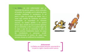 o La Rabia: es una enfermedad que se
transmite de perros, gatos y otros animales
al hombre. Se contagia con la saliva de estos
animales mediante la mordedura. Si mi
perro o gato se contagia de Rabia, voy a
notar que cambia de conducta, se pondrá
intranquilo, se esconderá en rincones
oscuros, no tendrá apetito y no querrá
tomar agua, puede ser que se torne agresivo
de un momento a otro y se quiera fugar de
la casa o que de un momento a otro no
pueda caminar, finalmente muere. En casos
de mordeduras a personas acudir
inmediatamente al centro de salud mas
cercano donde se notificará la mordedura.
 