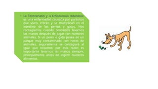 o La Toxocariasis y la Echinococosis Hidatidosis:
es una enfermedad causada por parásitos
que viven, crecen y se multiplican en el
intestino de los perros y gatos. Nos
contagiamos cuando olvidamos lavarnos
las manos después de jugar con nuestros
animales. Si un perro o gato pasea en un
parque muy contaminado con heces de
animales, seguramente se contagiará al
igual que nosotros; por esta razón es
importante lavarnos las manos siempre,
principalmente antes de ingerir nuestros
alimentos.
 