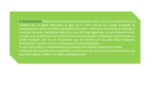 o La Toxoplasmosis: enfermedad causada por parásitos que viven, crecen y se multiplican en el
intestino de los gatos infectados. El gato es el único animal que puede transmitir la
Toxoplasmosis a otros mamíferos incluyendo al hombre, eliminando el parásito al ambiente a
través de las heces, haciéndose infeccioso a las 24 horas siguientes, en ese momento si una
persona o un animal entra en contacto con las heces de gato o materiales contaminados se
puede contagiar; por eso se recomienda que los areneros de los gatos deben limpiarse
diariamente y que las mujeres embarazadas no deben limpiarlos.
Si una mujer contrae la toxoplasmosis por primera vez estando embarazada, tendrá
problemas interrumpiéndose su gestación, siendo causa de muerte en los primeros meses de
vida fetal ( aborto ), debe ir al médico periódicamente.
 