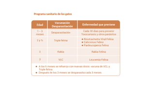 Programa sanitario de los gatos
 