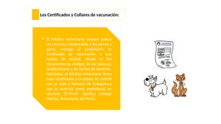 Los Certificados y Collares de vacunación:
 El Médico Veterinario cuando coloca
las vacunas y desparasita a los perros y
gatos, entrega al propietario su
Certificado de Vacunación o una
tarjeta de control, dónde se lee
claramente los códigos de las vacunas,
dosificaciones y las fechas de atención.
Asimismo, el Médico Veterinario firma
esos certificados y la tarjeta de control
con su sello y Número de Colegiatura
que lo autoriza como profesional en
ejercicio (C.M.V.P: significa Colegio
Médico Veterinario del Perú).
 
