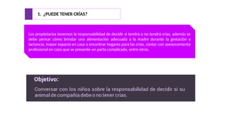 1. ¿PUEDE TENER CRÍAS?
Los propietarios tenemos la responsabilidad de decidir si tendrá o no tendrá crías, además se
debe pensar cómo brindar una alimentación adecuada a la madre durante la gestación y
lactancia, mayor espacio en casa o encontrar hogares para las crías, contar con asesoramiento
profesional en caso que se presente un parto complicado, entre otros.
 