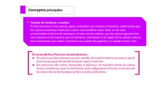 Conceptos principales:
 Manejo de hembras y machos:
Es fácil reconocer si los perros, gatos y hámsters son machos o hembras, observando que
los machos presentan testículos y pene y las hembras vulva. Pero, en las aves
ornamentales la forma de reconocer el sexo son los colores, que de manera general son
más vistosos en los machos que las hembras, sobretodo en la región de la cabeza; esto es
muy importante para saber si tenemos una pareja de pajaritos y si pueden tener crías.
 