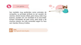 Son también muy preferidos como animales de
compañía, su principal atributo es ser cazador de
ratones, tienen escaso olfato, pero vista y oído muy
buenos, pueden ver con facilidad en la oscuridad.
Existen variedades de pelo corto, pelo largo y de
muchos colores, los más conocidos según su raza
son: Siamés, Persa y Criollos.
 