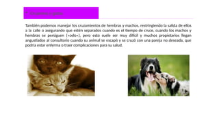  En perros y gatos
También podemos manejar los cruzamientos de hembras y machos, restringiendo la salida de ellos
a la calle o asegurando que estén separados cuando es el tiempo de cruce, cuando los machos y
hembras se persiguen («celo»), pero esto suele ser muy difícil y muchos propietarios llegan
angustiados al consultorio cuando su animal se escapó y se cruzó con una pareja no deseada, que
podría estar enferma o traer complicaciones para su salud.
 