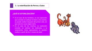 2. La esterilización de Perros y Gatos
¿QUÉ ES ESTERILIZACIÓN?
 En el caso de las hembras, es una operación
que consiste en extirpar el útero y los ovarios,
se puede realizar después del primer celo, sin
que esto les cause algún daño.
 En el caso de los machos, La castración
consiste en extirpar los testículos, y la
vasectomía. Estas operaciones se pueden
realizar a partir de los 5 meses de edad
 