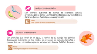 Las Aves ornamentales
Son animales cubiertos de plumas de coloración variada,
preferidos por su canto. Los más conocidos según su variedad son:
Canarios, Pericos Australianos, Agapornis, etc
Los Peces ornamentales
Son animales que viven en el agua, la forma de su cuerpo les permite
desplazarse fácilmente en éste medio, se presentan de variados tamaños y
colores. Los más conocidos según su variedad son: Guppy, Goldfish, Espadas,
etc.
 