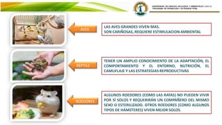 LAS AVES GRANDES VIVEN MAS.
SON CARIÑOSAS, REQUIERE ESTIMULACION AMBIENTAL
TENER UN AMPLIO CONOCIMIENTO DE LA ADAPTACIÓN, EL
COMPORTAMIENTO Y EL ENTORNO, NUTRICIÓN, EL
CAMUFLAJE Y LAS ESTRATEGIAS REPRODUCTIVAS
AVES
REPTILE
S
ROEDORES
ALGUNOS ROEDORES (COMO LAS RATAS) NO PUEDEN VIVIR
POR SÍ SOLOS Y REQUERIRÁN UN COMPAÑERO DEL MISMO
SEXO O ESTERILIZADO. OTROS ROEDORES (COMO ALGUNOS
TIPOS DE HÁMSTERES) VIVEN MEJOR SOLOS.
 