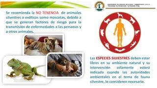 Se recomienda la NO TENENCIA de animales
silvestres o exóticos como mascotas, debido a
que se generan factores de riesgo para la
transmisión de enfermedades a las personas y
a otros animales.
Las ESPECIES SILVESTRES deben estar
libres en su ambiente natural y su
intervención solamente estará
indicada cuando las autoridades
ambientales en el tema de fauna
silvestre, lo consideren necesario.
 