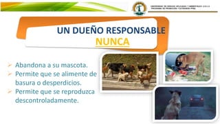  Abandona a su mascota.
 Permite que se alimente de
basura o desperdicios.
 Permite que se reproduzca
descontroladamente.
UN DUEÑO RESPONSABLE
NUNCA
 
