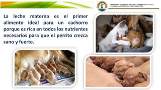 La leche materna es el primer
alimento ideal para un cachorro
porque es rica en todos los nutrientes
necesarios para que el perrito crezca
sano y fuerte.
 