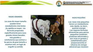 UNIVERSIDAD DE CIENCIAS APLICADAS Y AMBIENTALES U.D.C.A
PROGRAMA DE PROMOCIÓN Y EXTENSIÓN PP&E.
RAZAS GRANDES
Las razas de mayor tamaño
pueden tener
metabolismos más lentos
,Su apetito es mayor. Las
fórmulas preparadas
específicamente para razas
grandes tienen bocados
más grandes y
satisfactorios que animan a
los perros de gran tamaño a
masticar más, en lugar de
engullir su comida
RAZAS PEQUEÑAS
Las razas más pequeñas
tienen un metabolismo
más rápido, es decir,
queman energía
Las mejores fórmulas
alimenticias para perros
pequeños contienen
proteínas adicionales y
son ricas en grasas y
carbohidratos para
proporcionarles el
refuerzo de energía
adicional que necesien
 