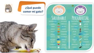 ¿Qué puede
comer mi gato?
 