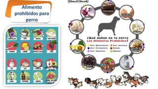 Alimento
prohibidos para
perro
 