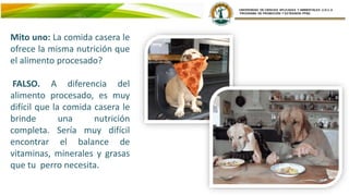 Mito uno: La comida casera le
ofrece la misma nutrición que
el alimento procesado?
FALSO. A diferencia del
alimento procesado, es muy
difícil que la comida casera le
brinde una nutrición
completa. Sería muy difícil
encontrar el balance de
vitaminas, minerales y grasas
que tu perro necesita.
 