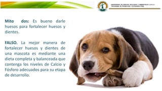 Mito dos: Es bueno darle
huesos para fortalecer huesos y
dientes.
FALSO. La mejor manera de
fortalecer huesos y dientes de
una mascota es mediante una
dieta completa y balanceada que
contenga los niveles de Calcio y
Fósforo adecuados para su etapa
de desarrollo.
 