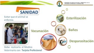 SANIDAD
Evitar que el animal se
enferme.
Debe realizarla el Medico
Veterinario con Tarjeta Profesional
 
