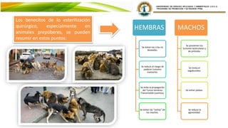 HEMBRAS
Se evitan las crías no
deseadas.
Se reduce el riesgo de
padecer tumores
mamarios.
Se evita Ia propagación
del Tumor Venéreo
Transmisible (caninos).
Se evitan las “visitas” de
los machos.
MACHOS
Se previenen los
tumores testiculares y
de próstata.
Se limita el
vagabundeo.
Se evitan peleas.
Se reduce la
agresividad.
Los benecitos de lo esterilización
quirúrgico, especialmente en
animales prepúberes, se pueden
resumir en estos puntos:
 
