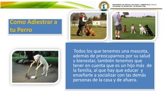 Como Adiestrar a
tu Perro
Todos los que tenemos una mascota,
además de preocuparnos por su salud
y bienestar, también tenemos que
tener en cuenta que es un hijo más de
la familia, al que hay que educar y
enseñarle a socializar con las demás
personas de la casa y de afuera.
 