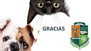 Tenencia responsable de mascotas