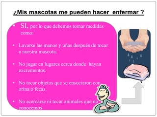 ¿Mis mascotas me pueden hacer enfermar ? 
• SI, por lo que debemos tomar medidas 
como: 
• Lavarse las manos y uñas después de tocar 
a nuestra mascota. 
• No jugar en lugares cerca donde hayan 
excrementos. 
• No tocar objetos que se ensuciaron con 
orina o fecas. 
• No acercarse ni tocar animales que no 
conocemos 
 