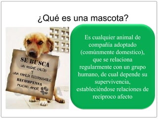¿Qué es una mascota? 
●. 
Es cualquier animal de 
compañía adoptado 
(comúnmente domestico), 
que se relaciona 
regularmente con un grupo 
humano, de cual depende su 
supervivencia, 
estableciéndose relaciones de 
recíproco afecto 
 