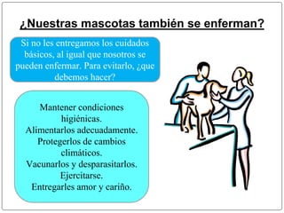 ¿Nuestras mascotas también se enferman? 
Si no les entregamos los cuidados 
básicos, al igual que nosotros se 
pueden enfermar. Para evitarlo, ¿que 
debemos hacer? 
Mantener condiciones 
higiénicas. 
Alimentarlos adecuadamente. 
Protegerlos de cambios 
climáticos. 
Vacunarlos y desparasitarlos. 
Ejercitarse. 
Entregarles amor y cariño. 
 