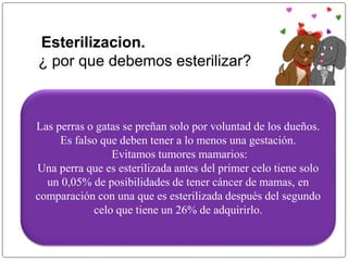 Esterilizacion. 
¿ por que debemos esterilizar? 
Las perras o gatas se preñan solo por voluntad de los dueños. 
Es falso que deben tener a lo menos una gestación. 
Evitamos tumores mamarios: 
Una perra que es esterilizada antes del primer celo tiene solo 
un 0,05% de posibilidades de tener cáncer de mamas, en 
comparación con una que es esterilizada después del segundo 
celo que tiene un 26% de adquirirlo. 
 