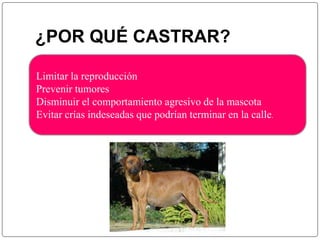 ¿POR QUÉ CASTRAR? 
Limitar la reproducción 
Prevenir tumores 
Disminuir el comportamiento agresivo de la mascota 
Evitar crías indeseadas que podrían terminar en la calle. 
 