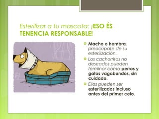 Esterilizar a tu mascota: ¡ESO ÉS
TENENCIA RESPONSABLE!
 Macho o hembra,
preocúpate de su
esterilización.
 Los cachorritos no
deseados pueden
terminar como perros y
gatos vagabundos, sin
cuidado.
 Ellos pueden ser
esterilizados incluso
antes del primer celo.
 