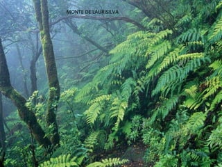 MONTE DE LAURISILVA 