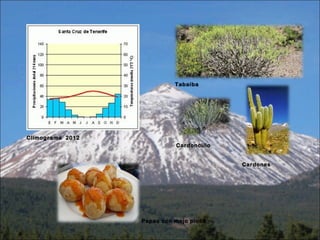 Tabaiba

Climograma 2012
Cardoncillo
Cardones

Papas con mojo picón

 