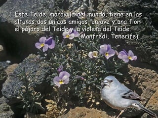 Este Teide, maravilla del mundo, tiene en las alturas dos únicos amigo s ,   un ave y una flor: el pájaro del Teide y la violeta del Teide.    (Manfredi, Tenerife)   