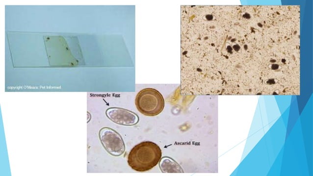 Tenets of faecal examination | PPT