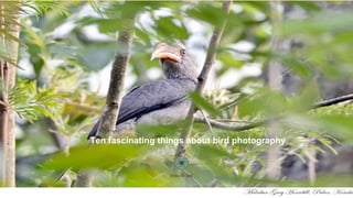Ten fascinating things about bird photography
Shibu M. Job
Ten fascinating things about bird photography
Shibu M. Job
 