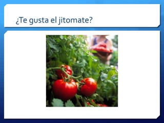 ¿Te gusta el jitomate?
 