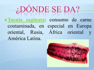 ¿DÓNDE SE DA?
Taenia
saginata: consumo de carne
contaminada, en especial en Europa
oriental, Rusia, África oriental y
América Latina.